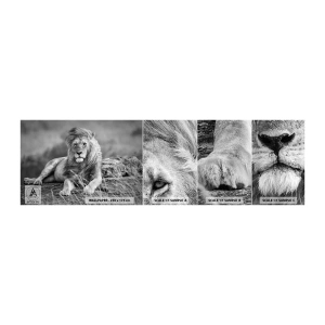 Photo Wallpaper Sample Self-Adhesive Deluxe Sticker - Royal Siesta - Lion, Animals, Nature - 100x30 cm