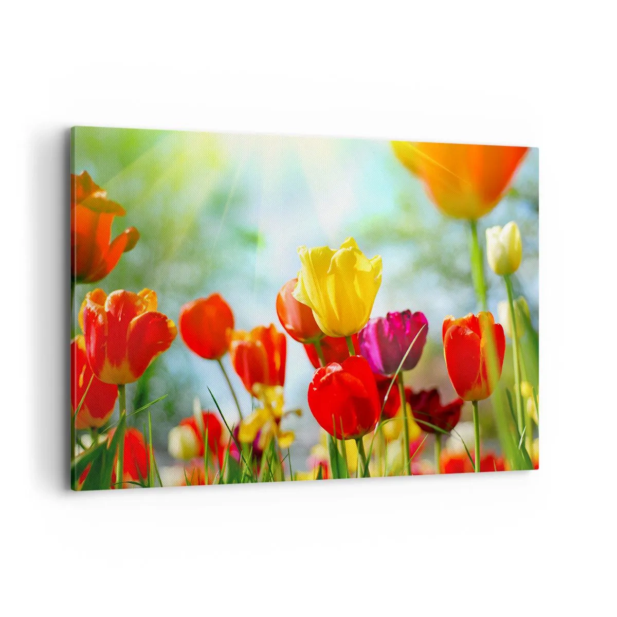 Canvas picture - All Colours of the Sun - 120x80 cm