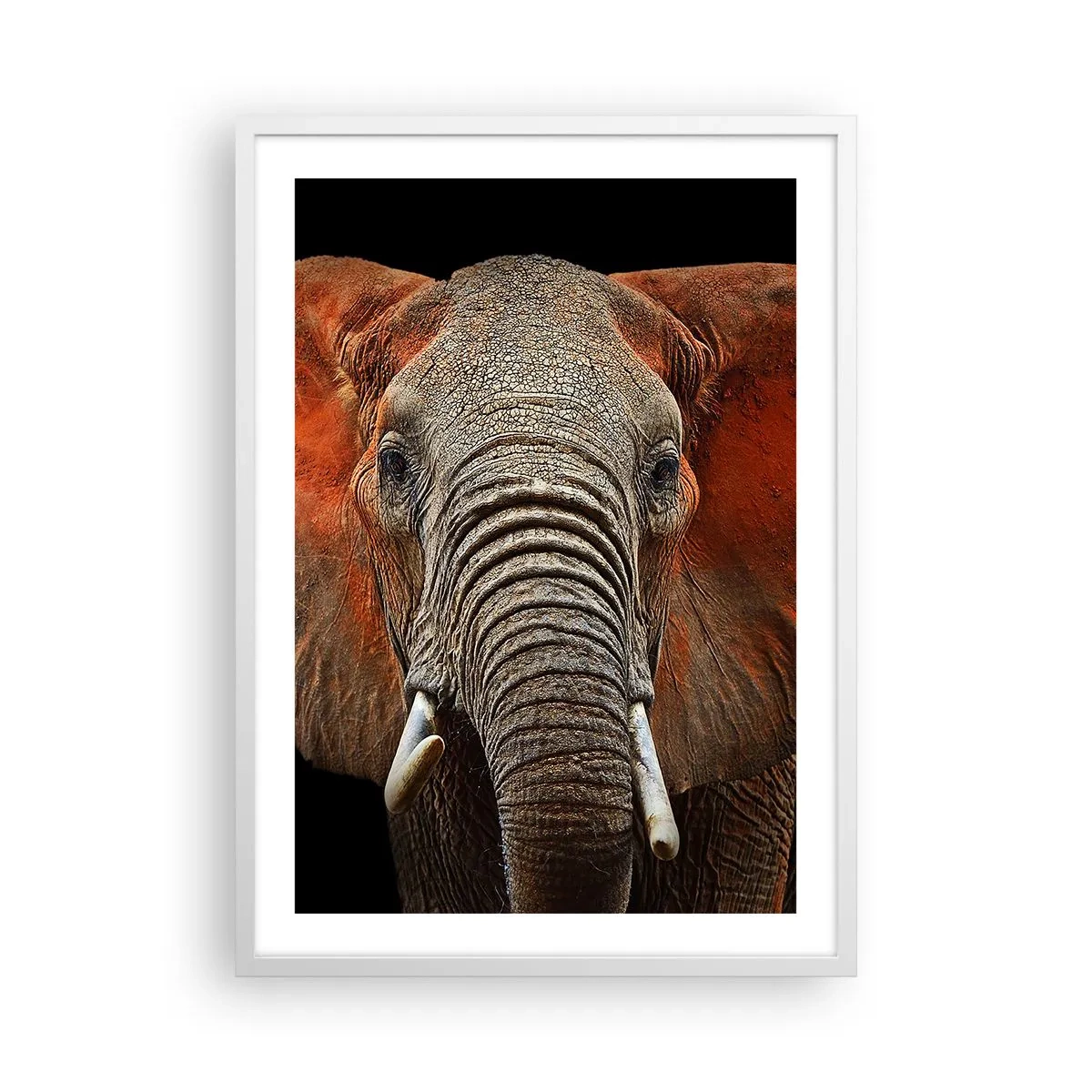 Poster in white frmae - I am Wild, and You? - 50x70 cm