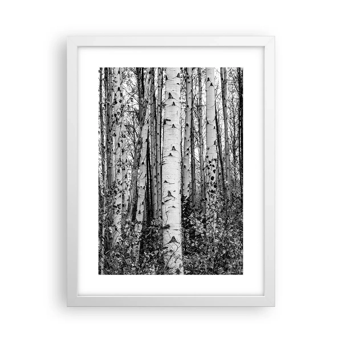 Poster in white frmae - Birch Colonnade - 30x40 cm