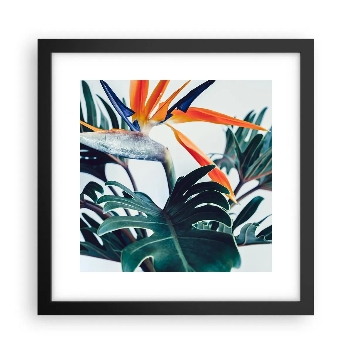 Poster in black frame - Birdy Bush - 30x30 cm