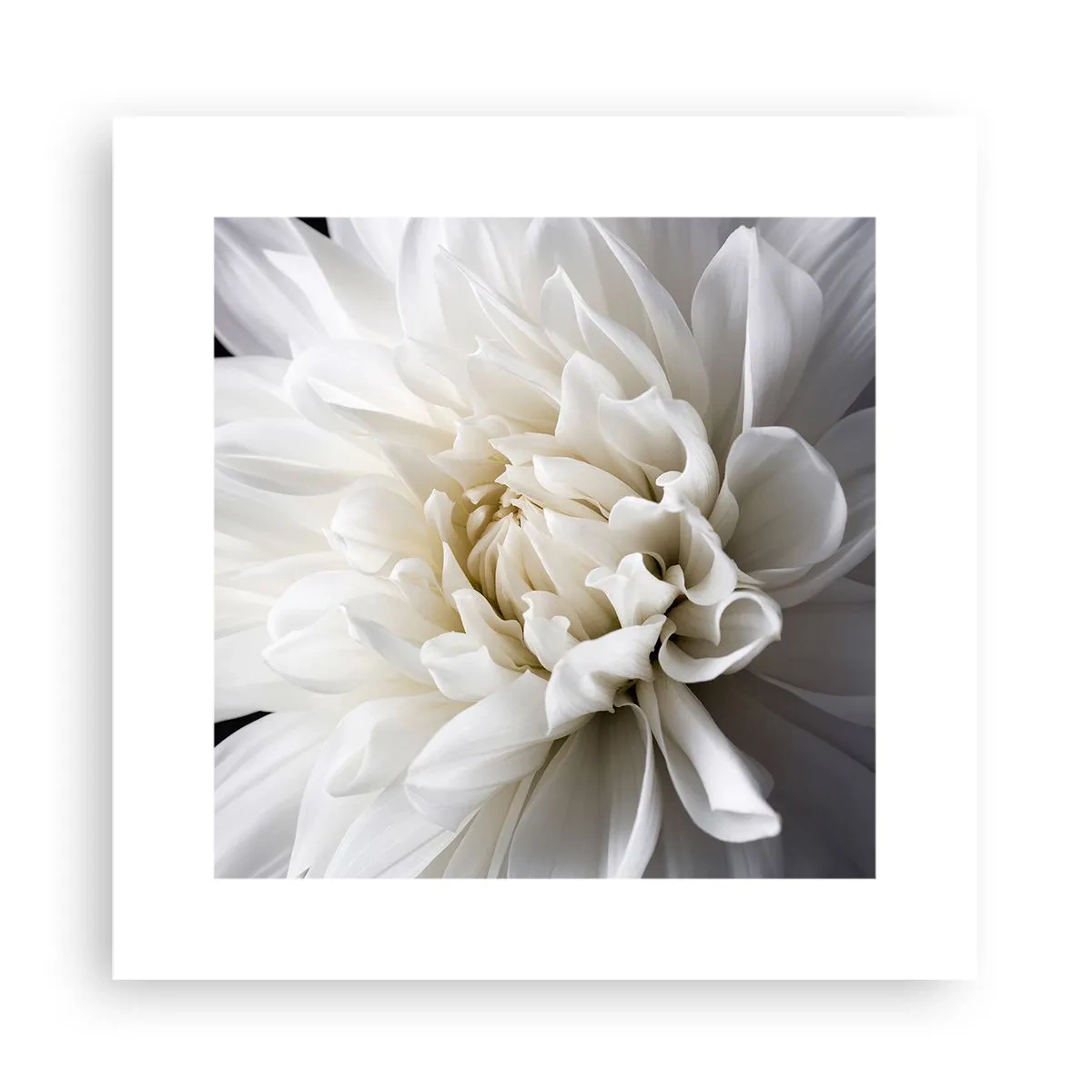 Poster - Bride's Morning - 30x30 cm