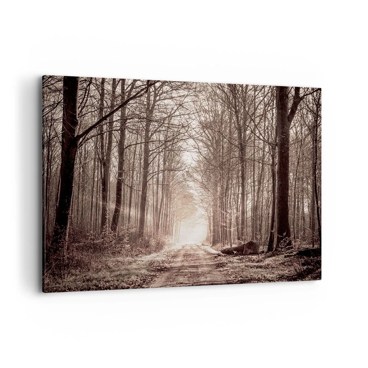 Canvas picture - Cathedral of the Forest - 100x70 cm