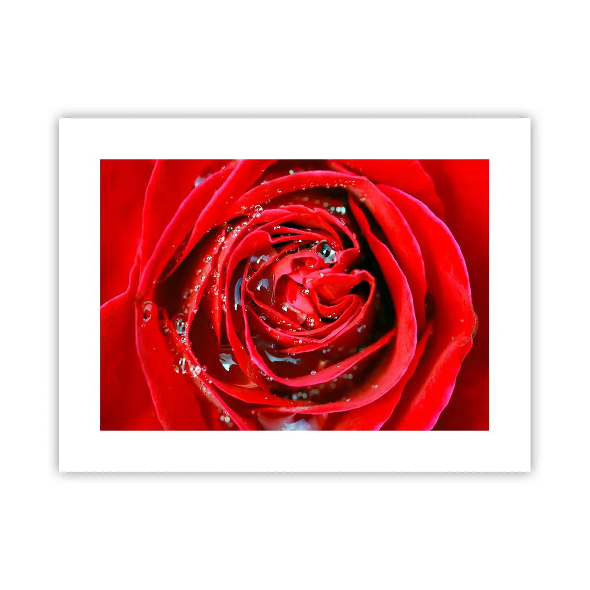 Poster - In Dew Drops - 40x30 cm