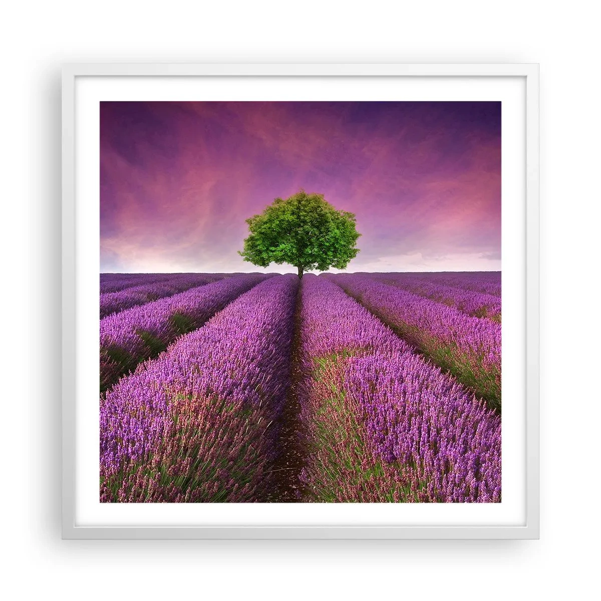 Poster in white frmae - In the Fields of Lavender - 60x60 cm