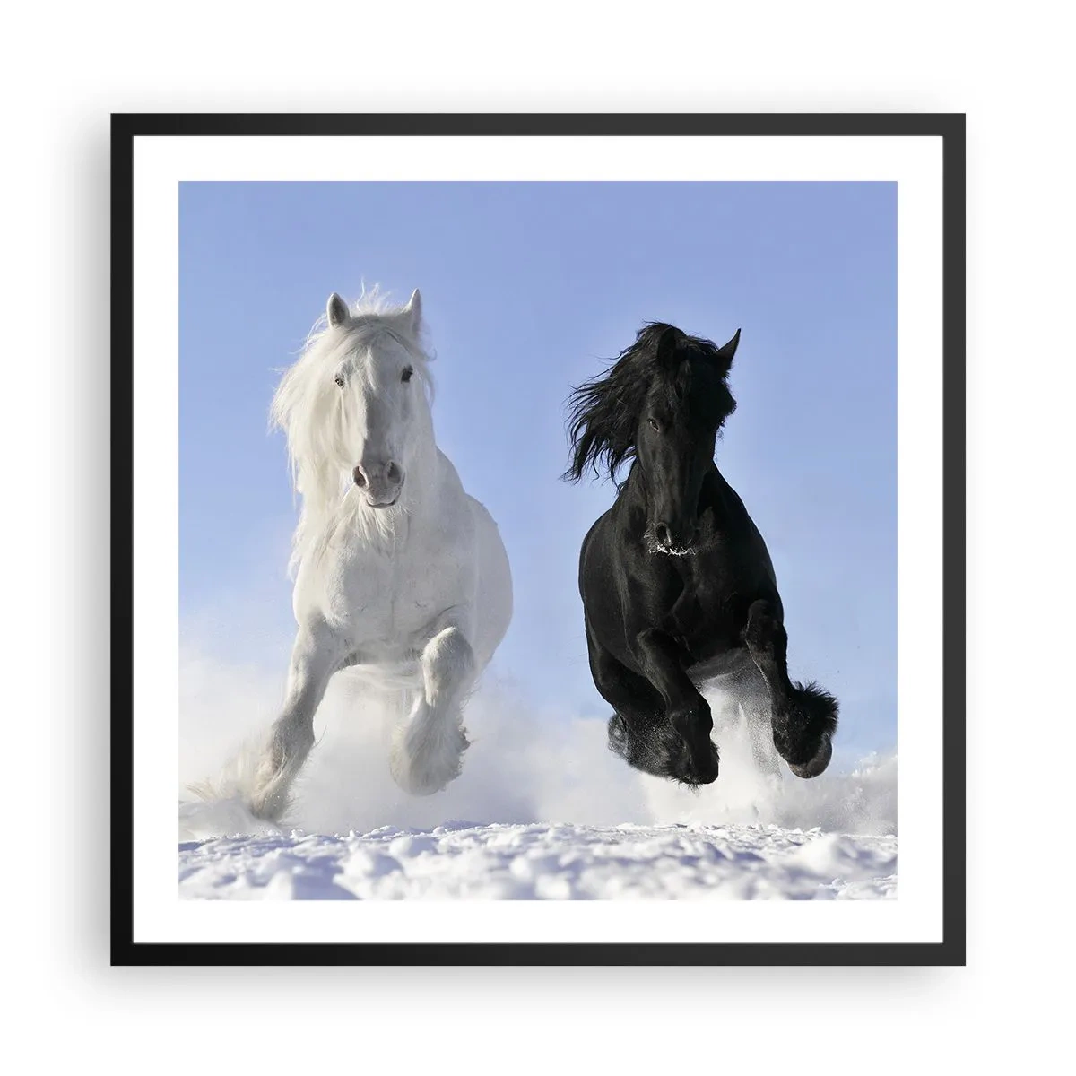 Poster in black frame - Black and White Gallop - 60x60 cm