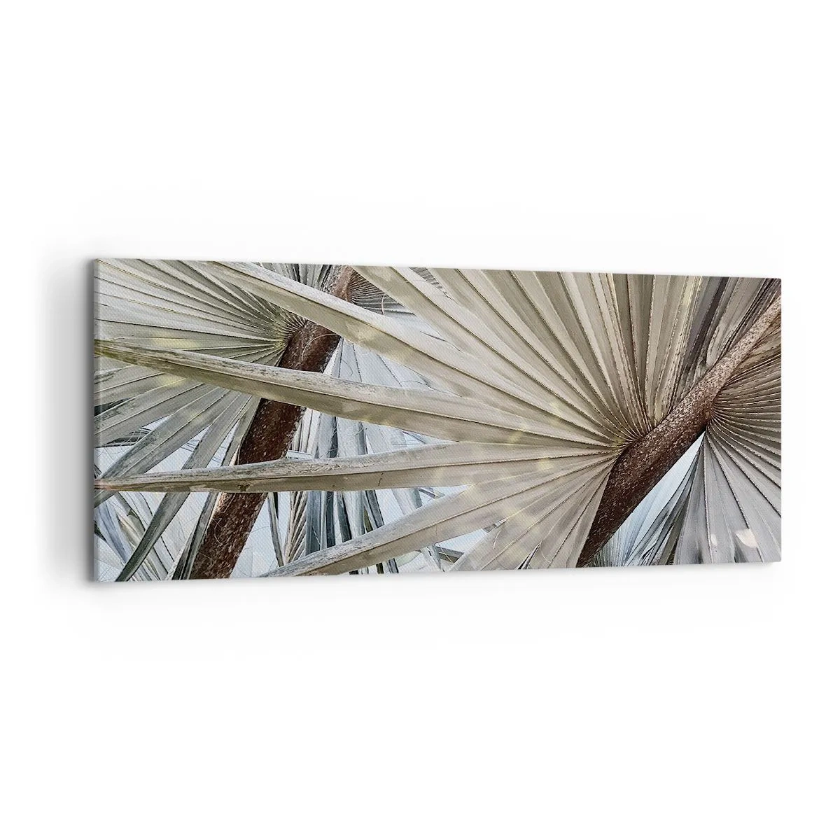 Canvas picture - Fans in tropics - 120x50 cm