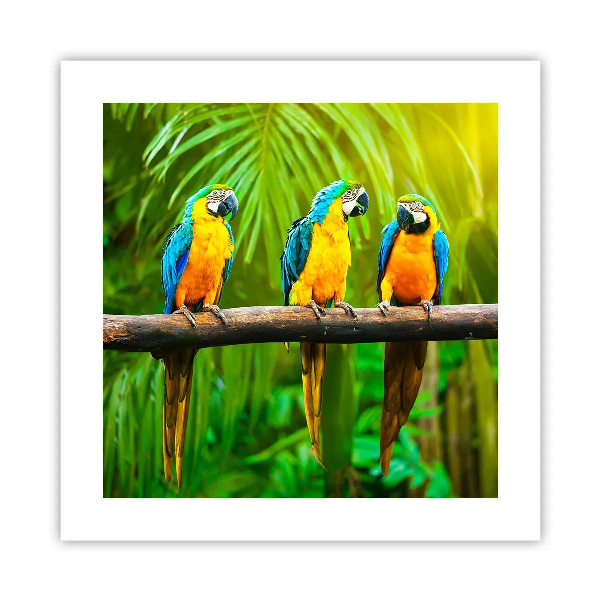 Poster - Did You Hear that She…? - 40x40 cm