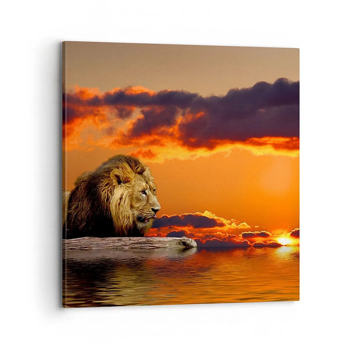 Canvas picture - The King of Nature - 30x30 cm