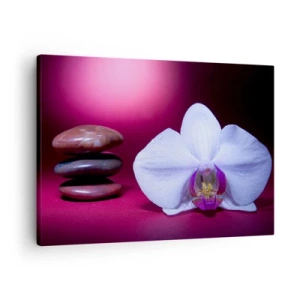 Canvas picture - White orchid and stones on a pink background - 70x50cm - Study of Freshness in Purple - Modern wall decoration for the living room and bedroom ARTTOR