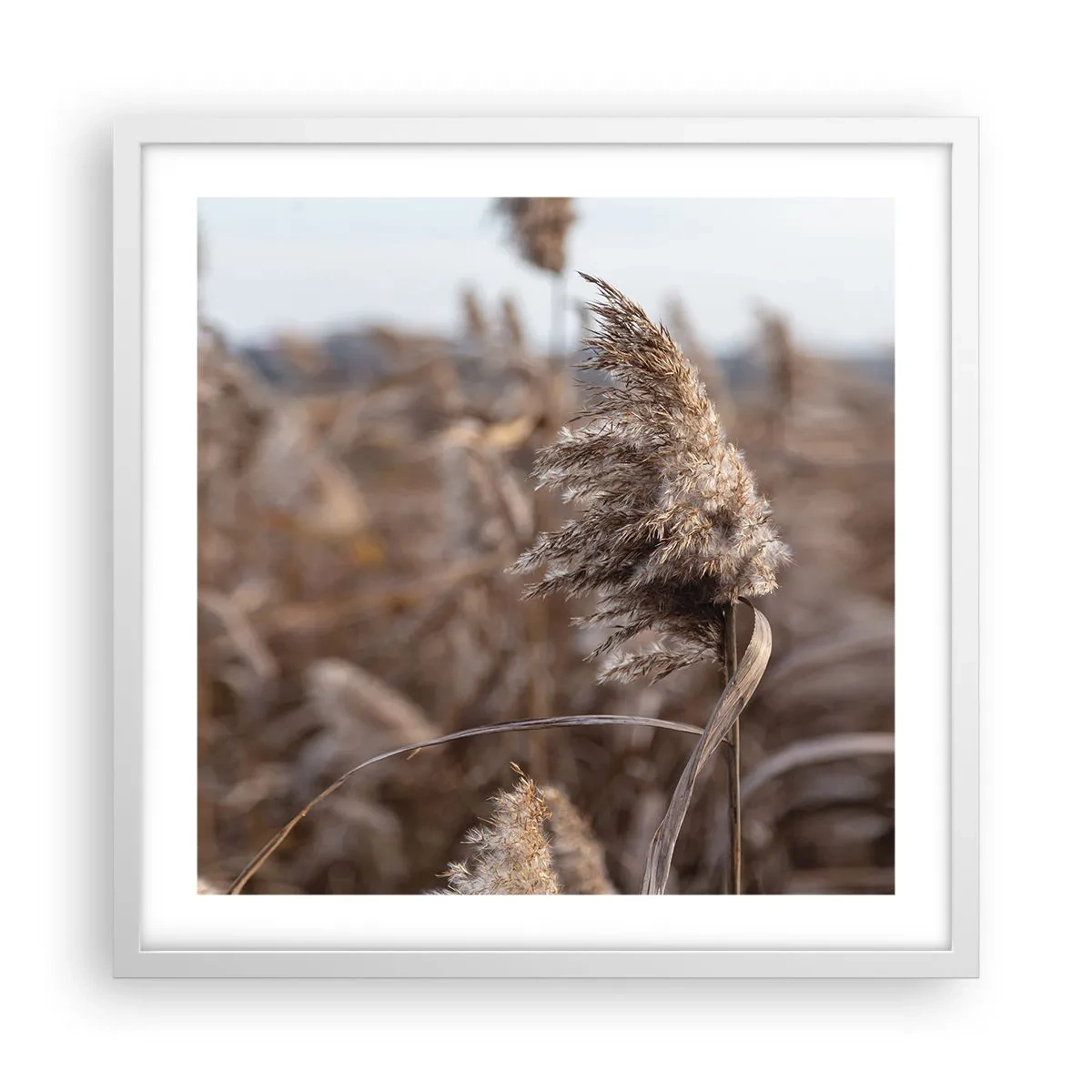 Poster in white frmae - Time to Fly with the Wind - 50x50 cm
