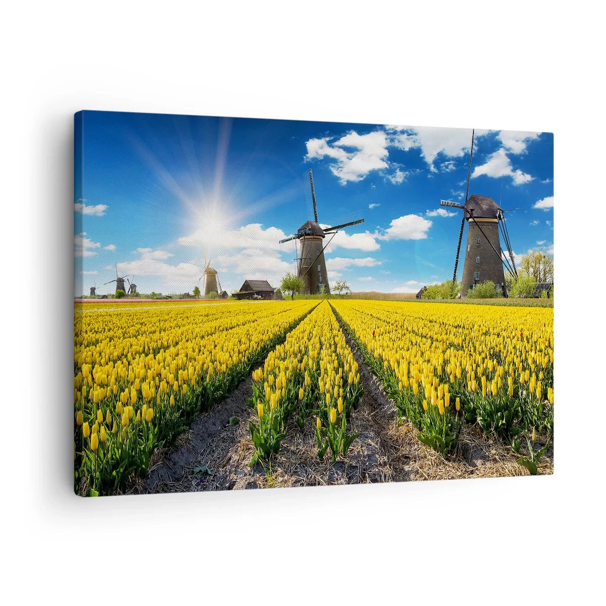 Canvas picture - A field of yellow tulips with windmills on the horizon - 70x50cm - It Can't Be More Dutch - Modern wall decoration for the living room and bedroom ARTTOR