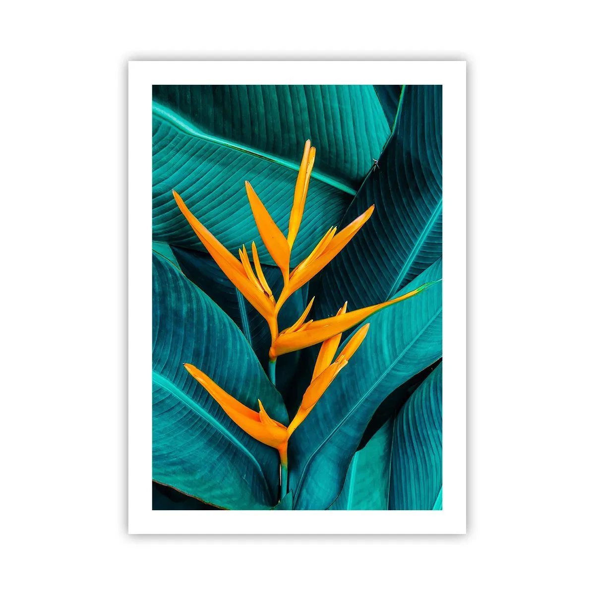 Poster - Flower of Eden - 50x70 cm