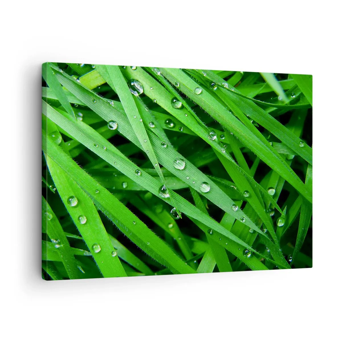 Canvas picture - Close-up of green blades of grass with dew drops - 70x50cm - Go Grren - Modern wall decoration for the living room and bedroom ARTTOR