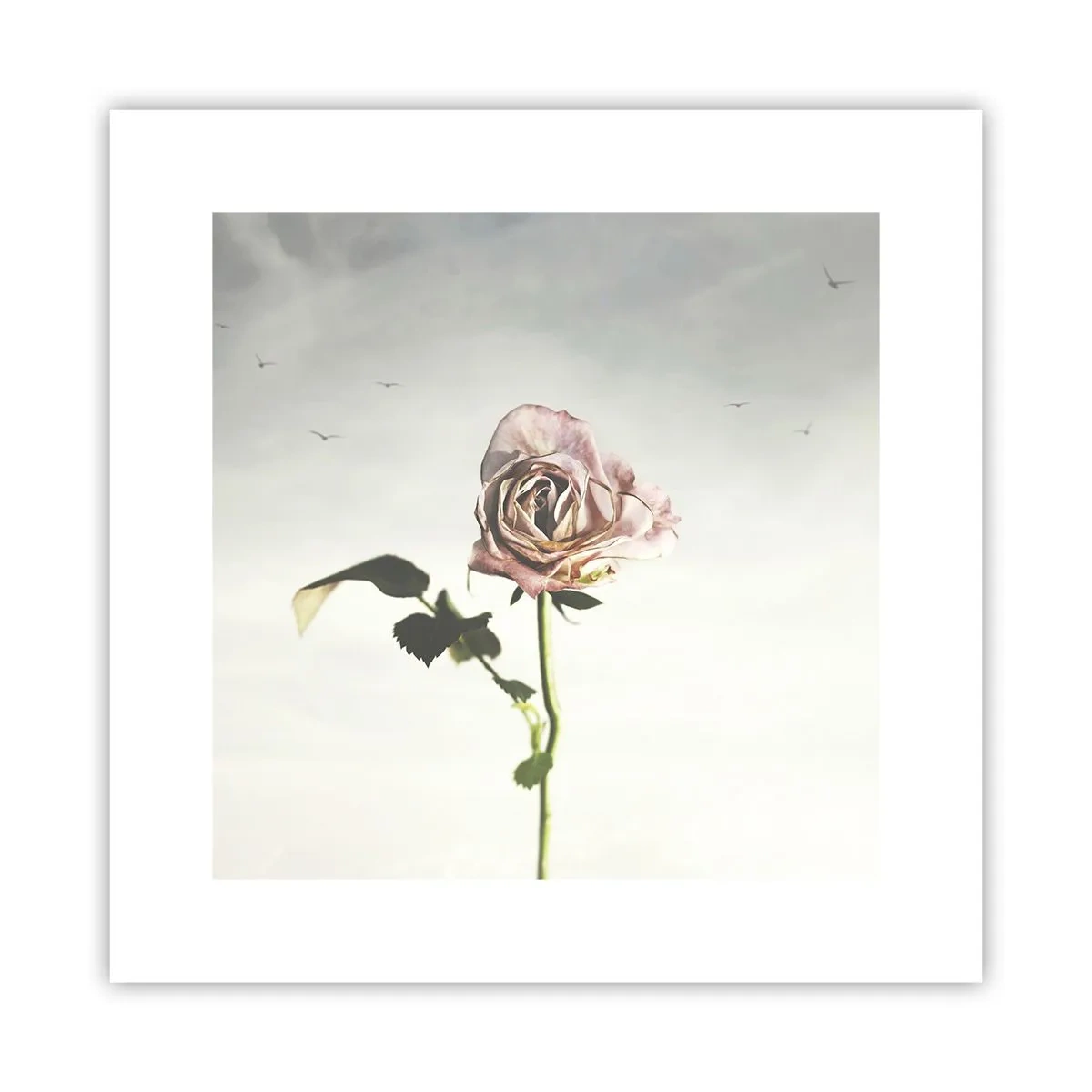 Poster - Welcoming of Spring - 30x30 cm