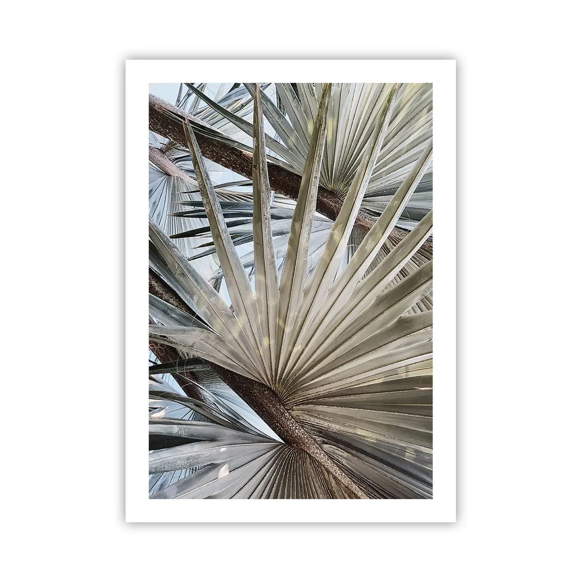 Poster - Fans in tropics - 50x70 cm