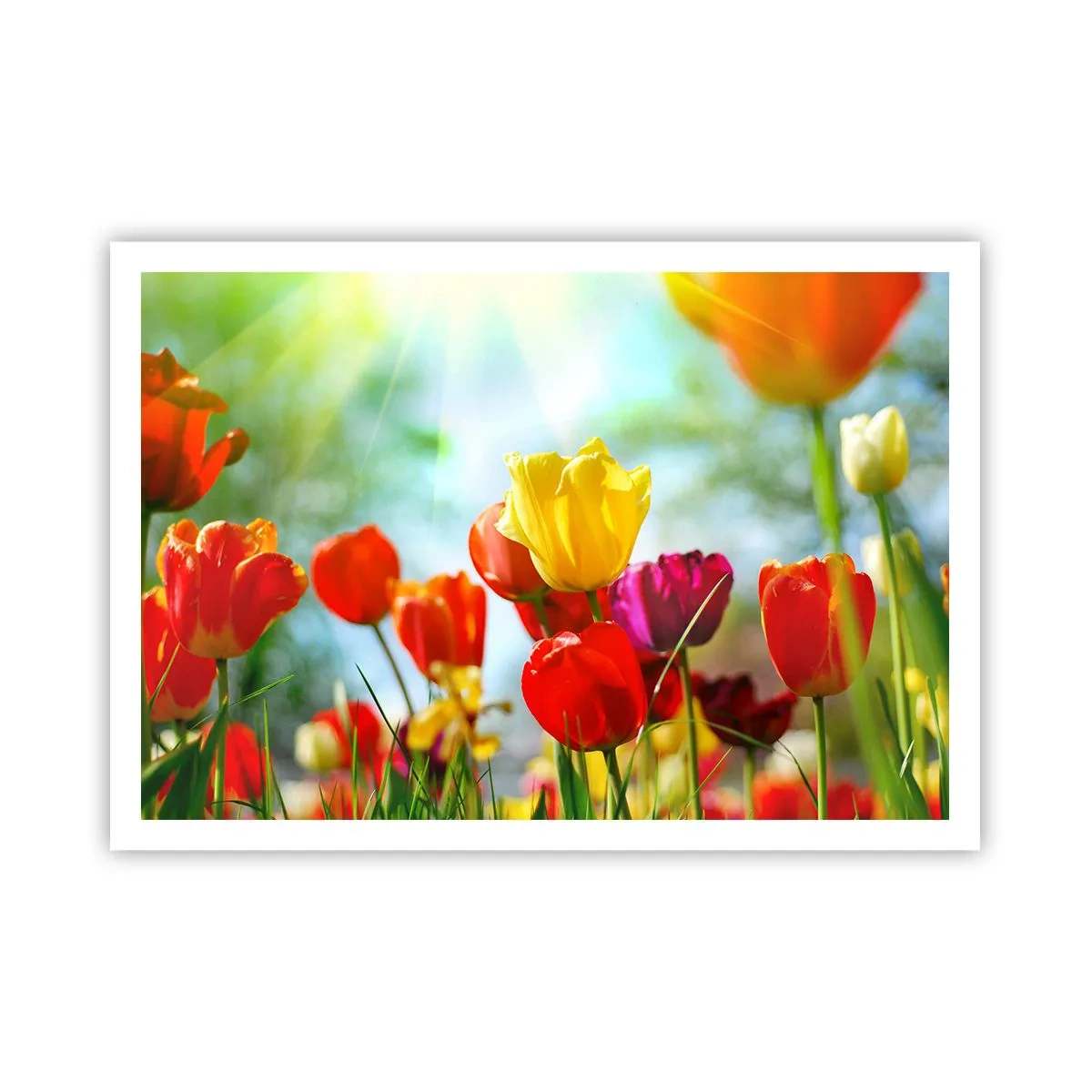 Poster - All Colours of the Sun - 100x70 cm