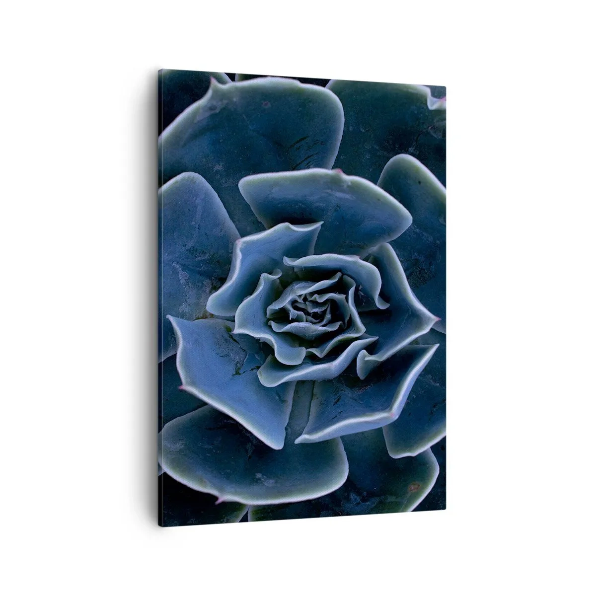 Canvas picture - Flower of the Desert - 50x70 cm