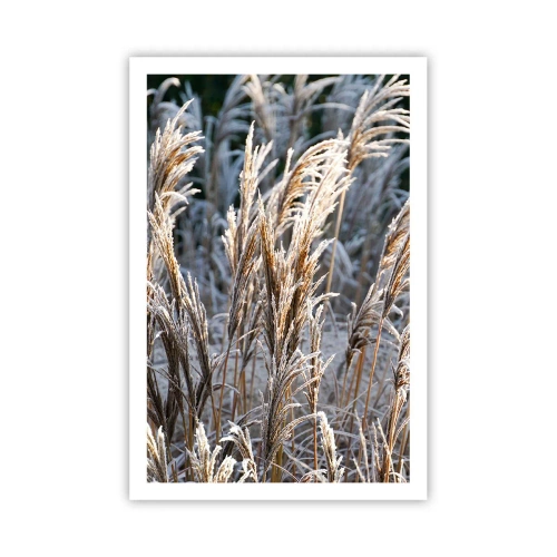 Poster - Decorated with Frost - 61x91 cm