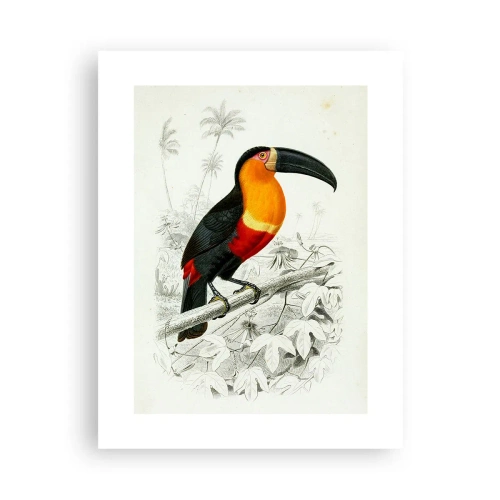 Poster - Bird Colours - 30x40 cm