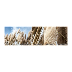 Photo Wallpaper Sample Standard Eco - Caress of Sun and Wind - Pampas Grass, Nature, Boho - 100x30 cm