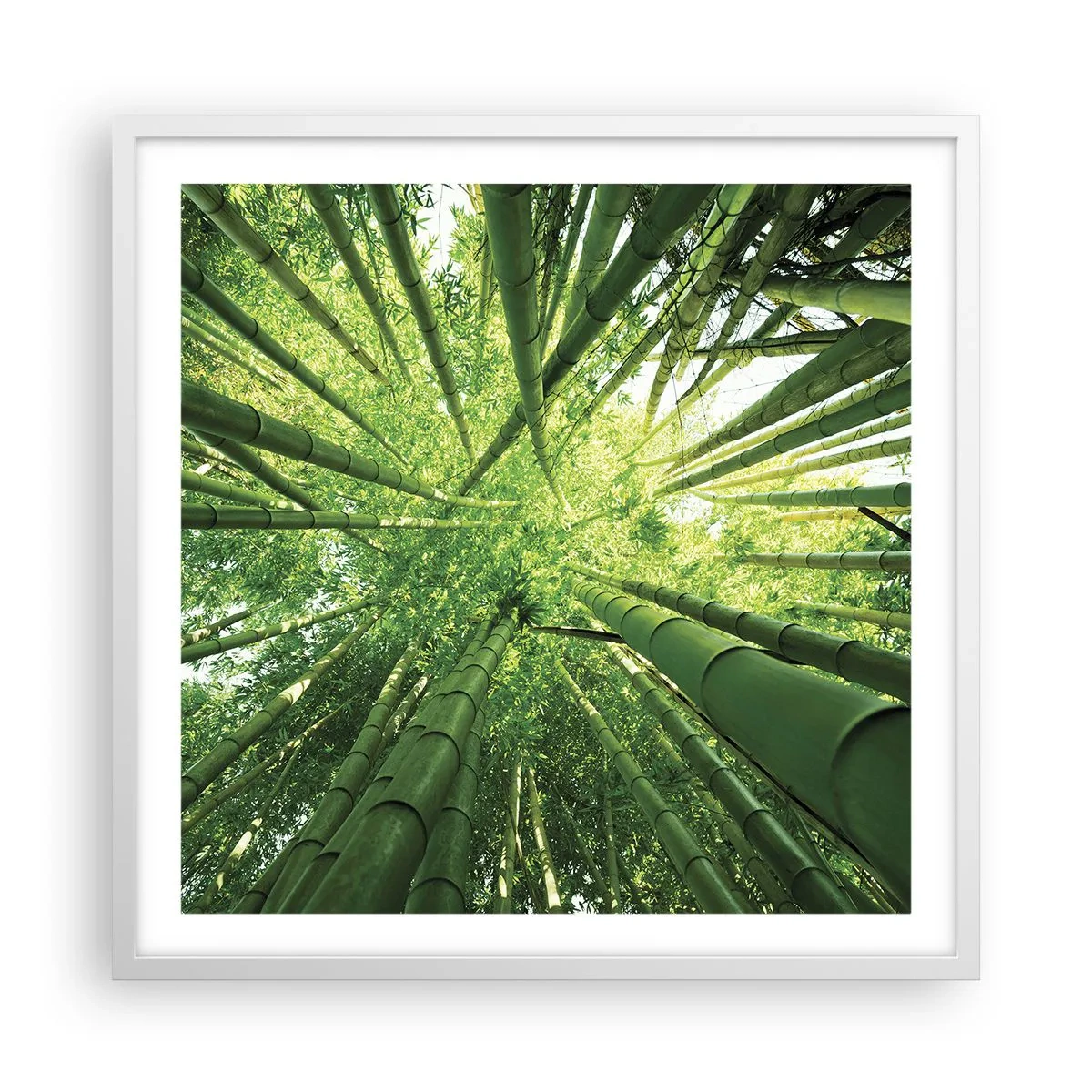 Poster in white frmae - In a Bamboo Forest - 60x60 cm