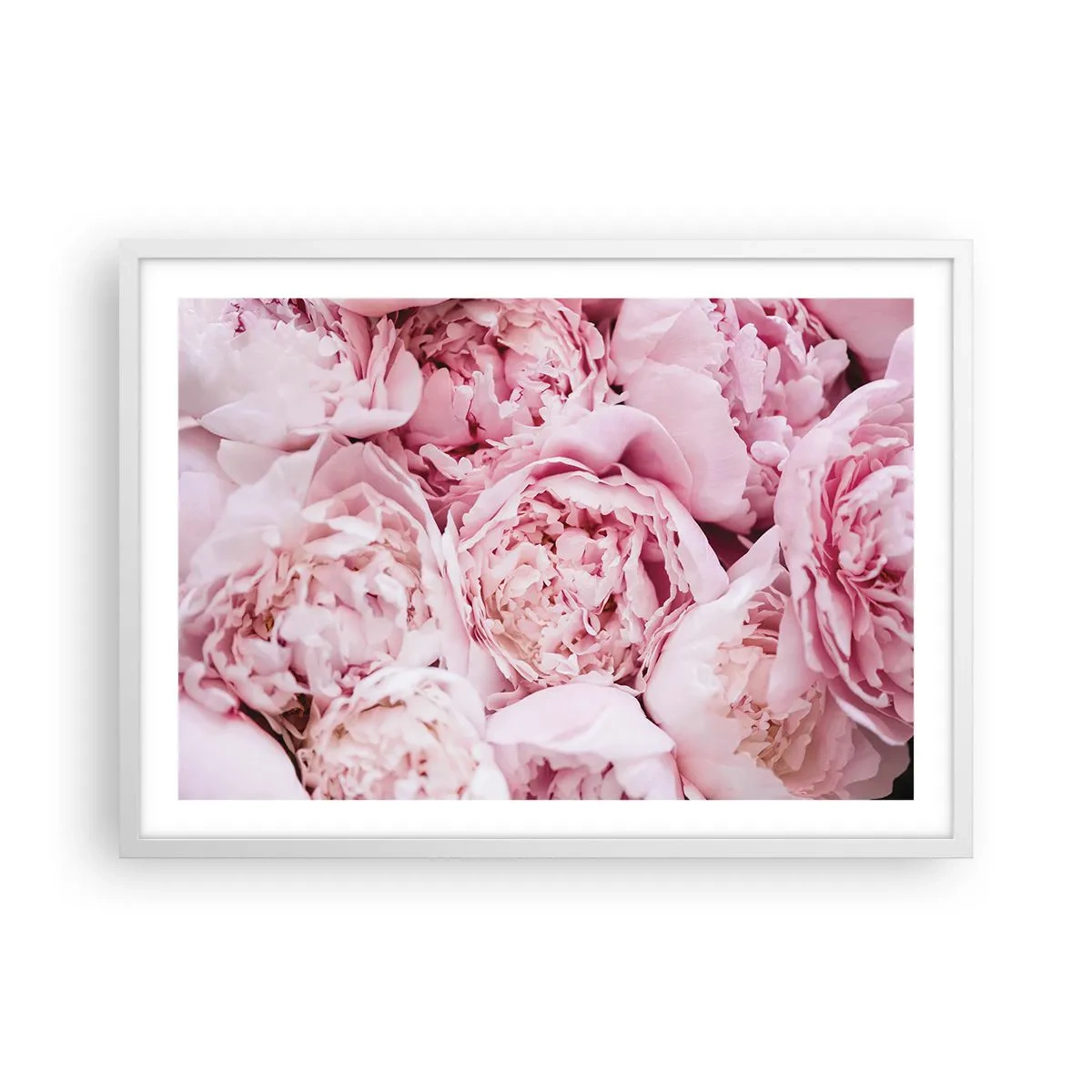 Poster in white frmae - Cuddly and Fragrant - 70x50 cm