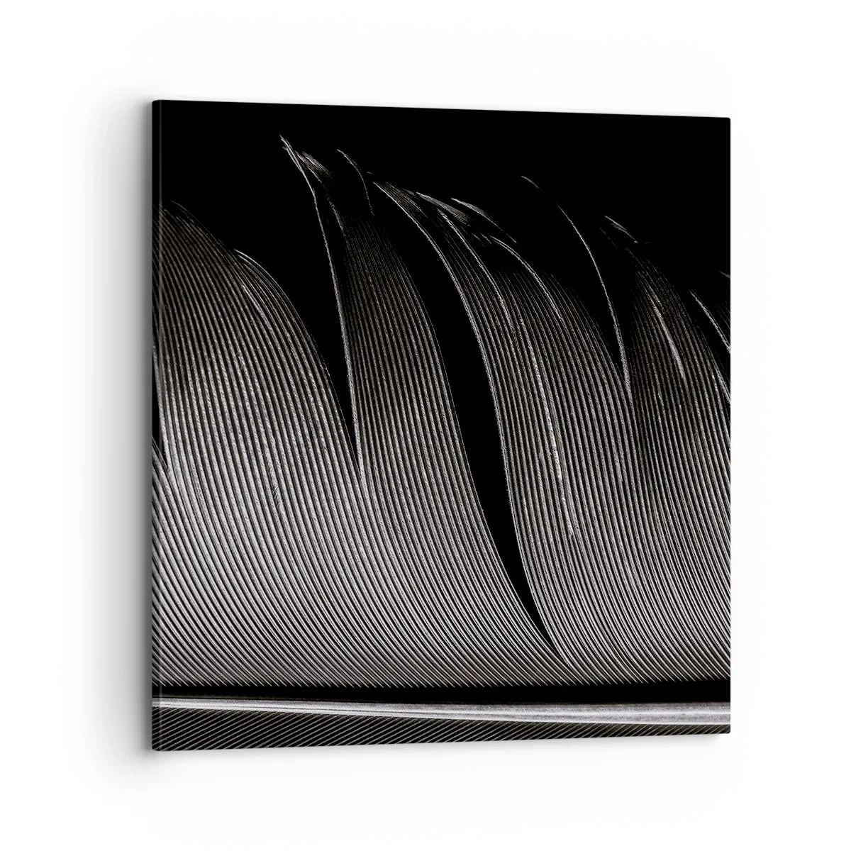 Canvas picture - Feather - Wonderful Constract - 70x70 cm