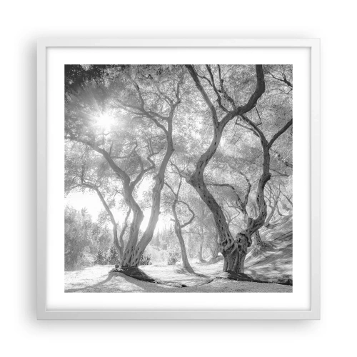 Poster in white frmae - In an Olive Grove - 50x50 cm
