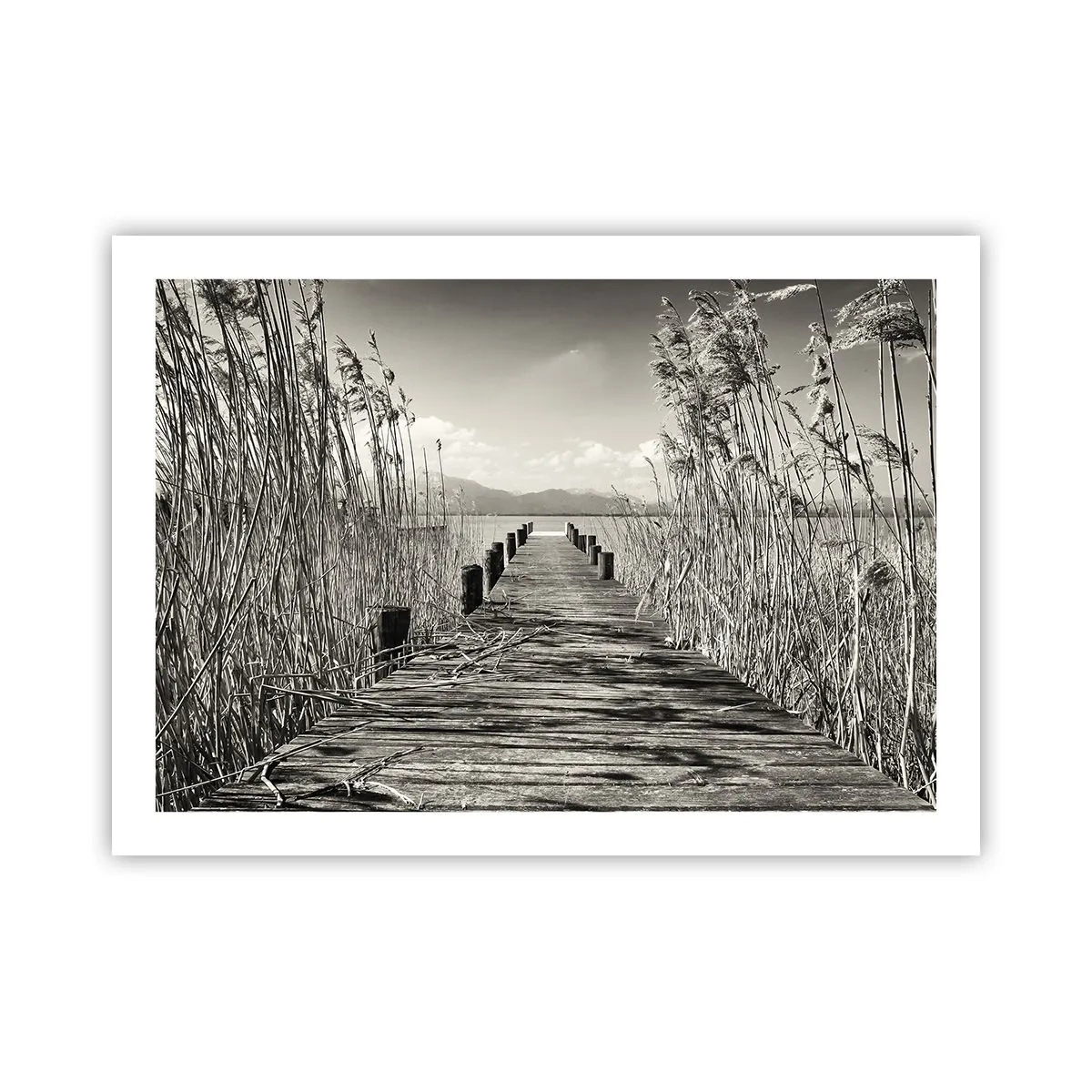 Poster - In the Grass - 70x50 cm