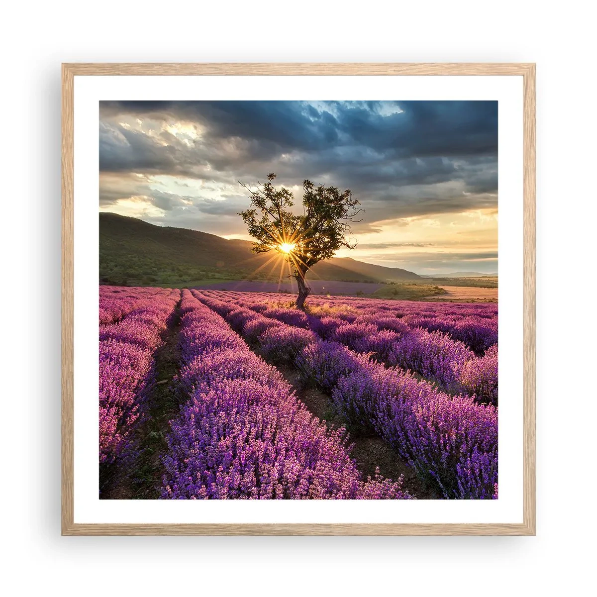 Poster in light oak frame - Lilac Coloured Aroma - 60x60 cm
