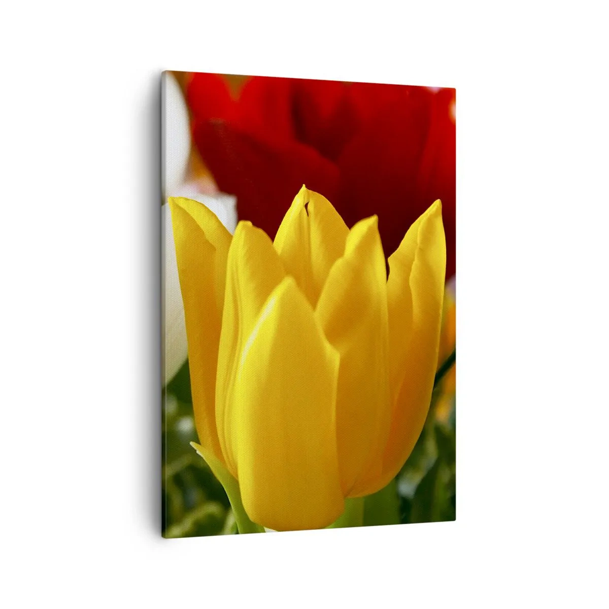 Canvas picture - Tulip Fever - 50x70 cm