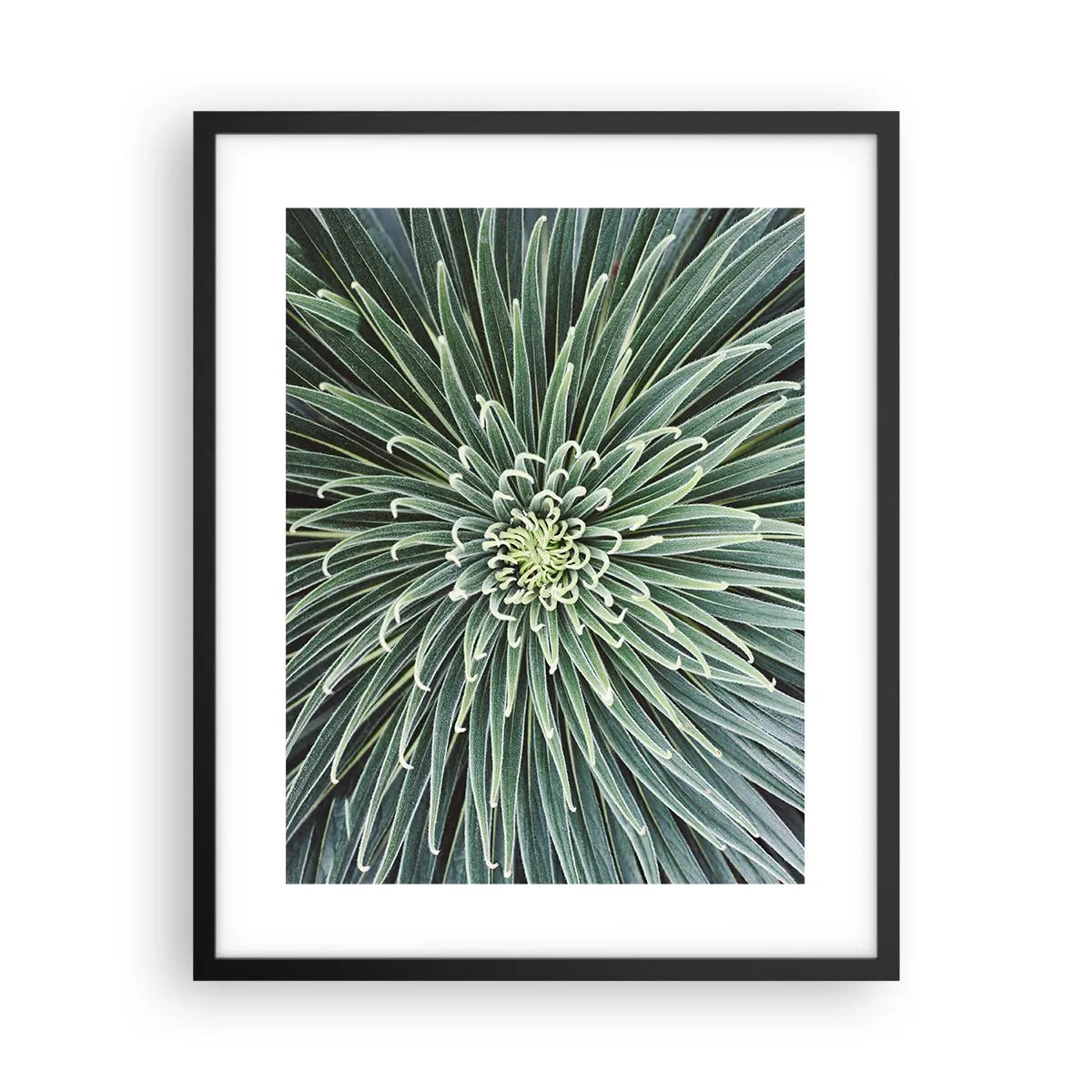 Poster in black frame - Birth of a Star - 40x50 cm