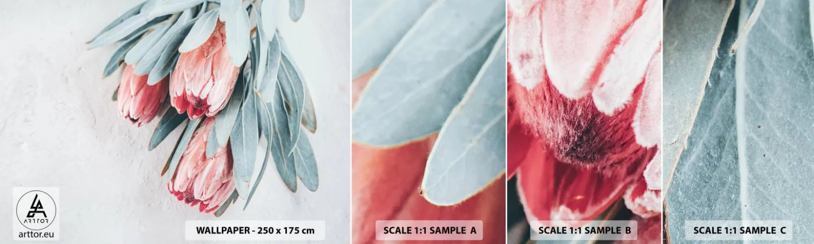 Photo Wallpaper Sample Standard Eco - Ashamed of Their Own Beauty - Flower, Royal Protea, Africa - 100x30 cm