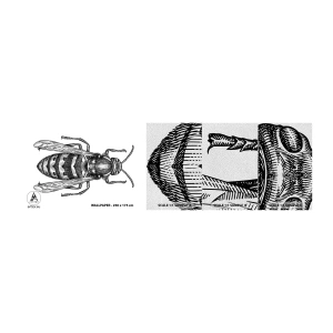 Photo Wallpaper Sample Premium Sand - From Insect Planet - Wasp, Insect, Minimalistic - 100x30 cm