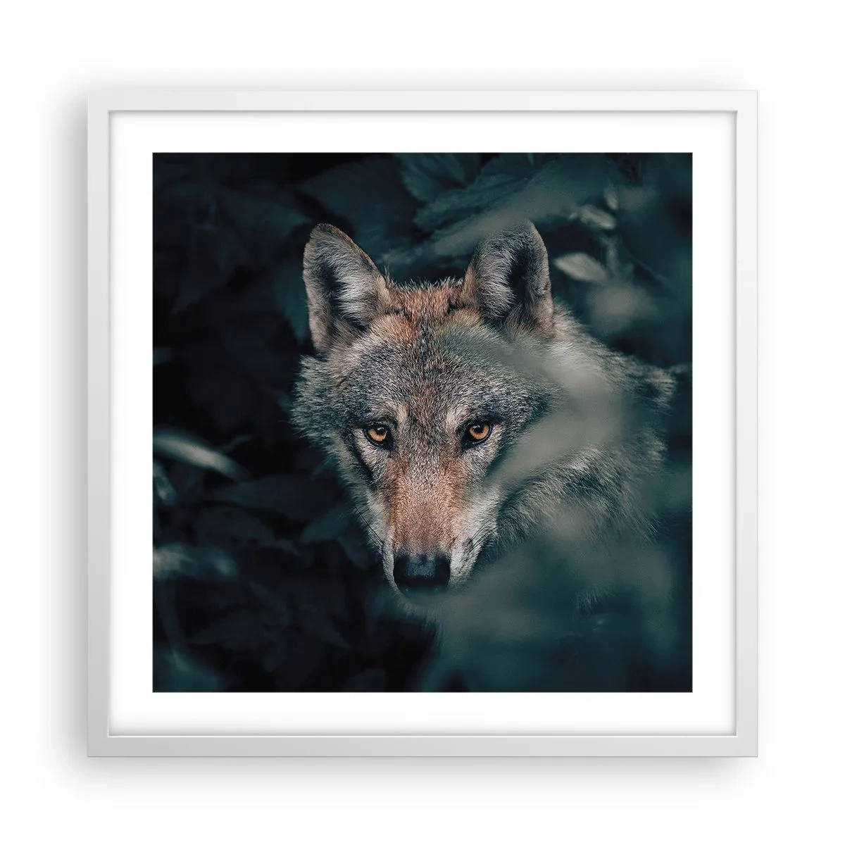 Poster in white frmae - Hunter - 50x50 cm